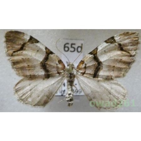 Anticlea derivata (Denis & Schiffermüller, 1775) Czech65d